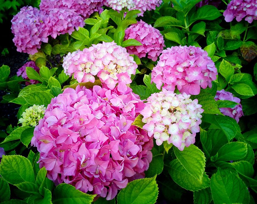 Flores